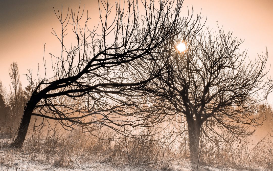 La résilience : comment aller au-delà des difficultés pour retrouver son aptitude au bonheur ?